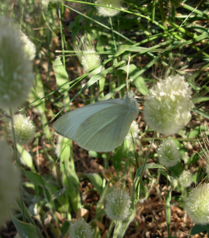 pieris brassicae??